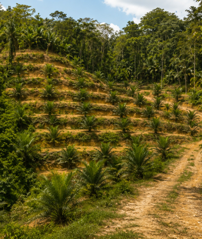 Cabaran Sehari Jejak Agro – Panorama 7